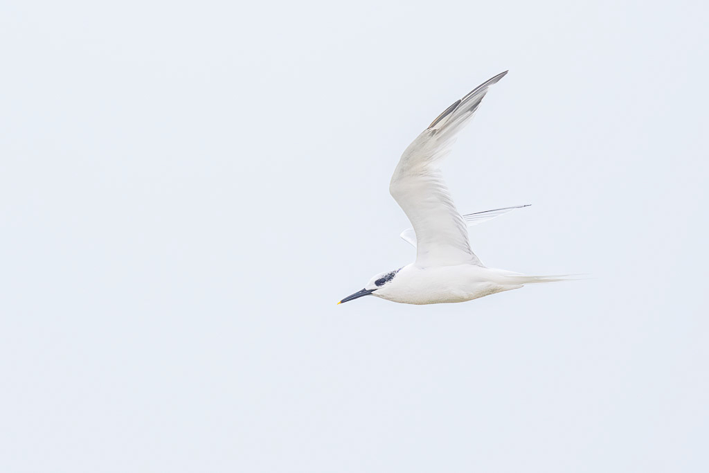 E-M1MarkII - M.300mm F4.0 + MC-14 @ 420 mm - 1/1600 Sek. bei f / 5,6 - ISO 640