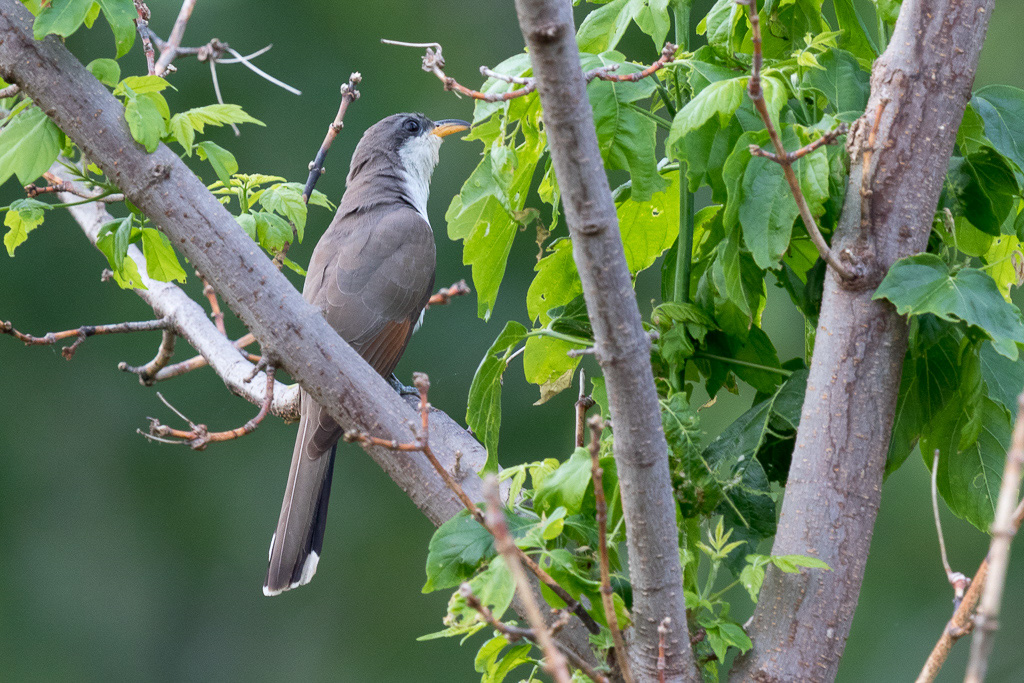 Canon EOS 7D Mark II - EF600mm f/4L IS II USM +1.4x III @ 840 mm - 1/125 Sek. bei f / 7.1 - ISO 800