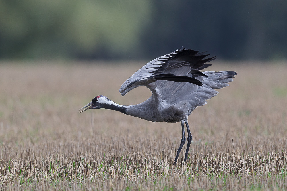 Canon EOS-1D Mark IV - EF600mm f/4L IS II USM bei 600 mm 1/500 Sek. bei f / 4,5 ISO 640