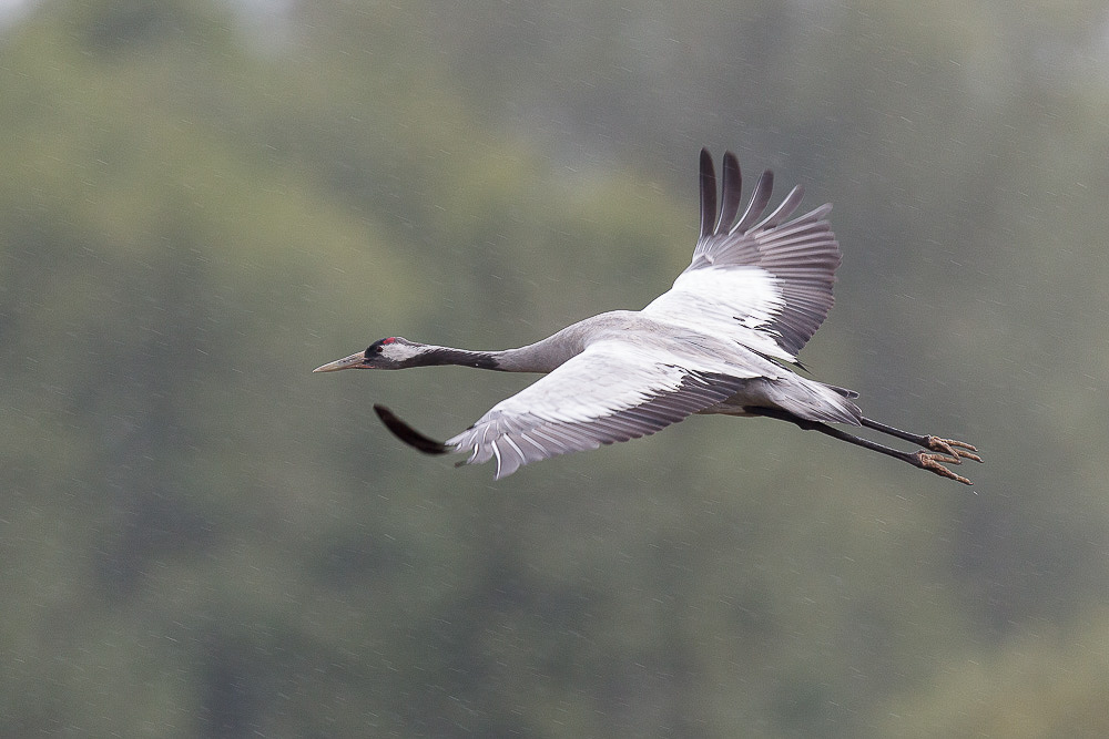 Canon EOS-1D Mark IV - EF600mm f/4L IS II USM bei 600 mm 1/500 Sek. bei f / 4,5 ISO 1000
