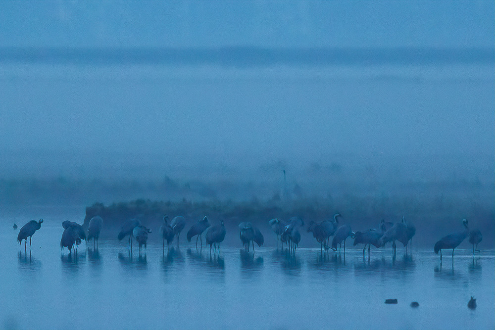 Canon EOS 70D - EF600mm f/4L IS II USM +1.4x III bei 840 mm 1/500 Sek. bei f / 5,6 ISO 6400
