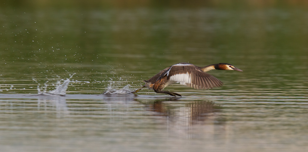 Canon EOS-1D Mark IV - EF600mm f/4L IS II USM +1.4x - 1/500 Sek. bei f / 9,0 - ISO 800
