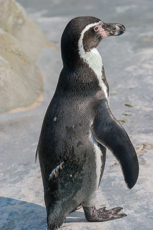 Canon EOS 10D - 70.0-200.0 mm - 1/500 Sek. bei f / 5,6 - ISO 100