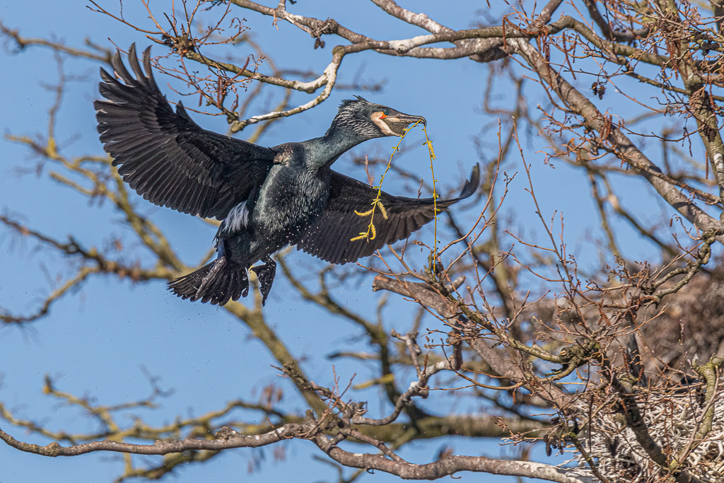 Canon EOS-1D X Mark II - 60-600mm F4.5-6.3 DG OS HSM | Sports 018 +1.4x @ 840 mm - 1/1600 Sek. bei f / 14 - ISO 1600
