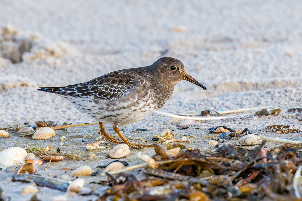 Canon EOS 7D Mark II - EF100-400mm f/4.5-5.6L IS II USM @ 400 mm - 1/1000 Sek. bei f / 5,6 - ISO 640