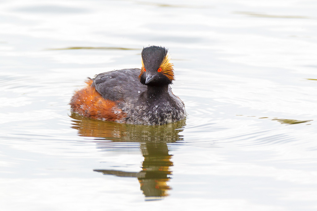 Canon EOS-1D Mark IV - EF600mm f/4L IS USM +2.0x - 1/160 Sek. bei f / 11 - ISO 400