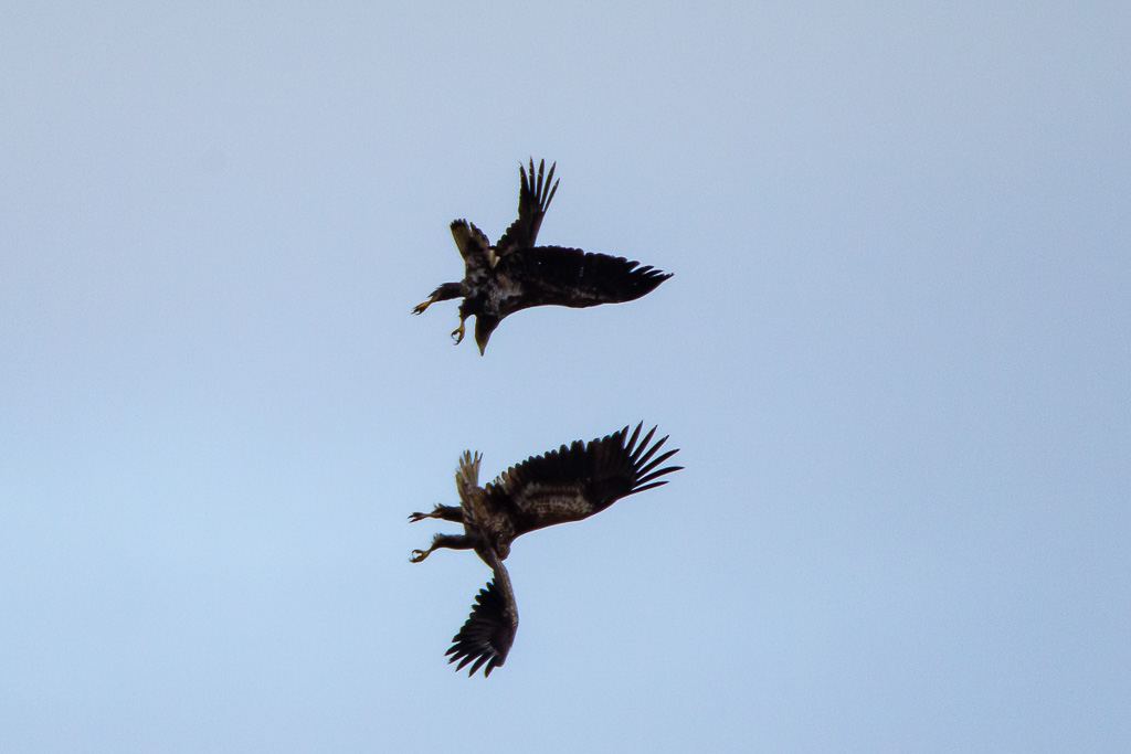 Canon EOS-1D Mark IV - EF600mm f/4L IS USM +1.4x - 1/2000 Sek. bei f / 5,6 - ISO 400