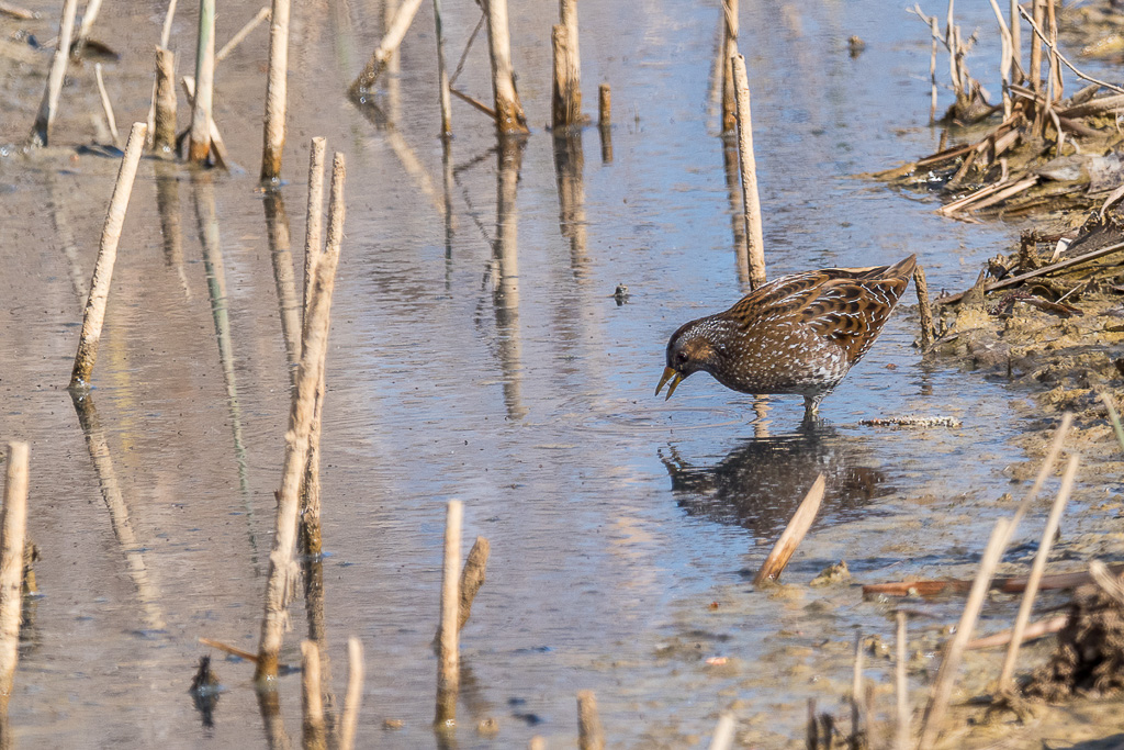 E-M1MarkII - M.300mm F4.0 + MC-14 - 1/500 Sek. bei f / 7,1 - ISO 400