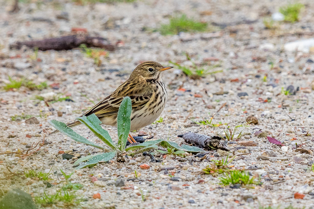 Canon EOS 7D Mark II - EF600mm f/4L IS II USM +1.4x III @ 840 mm - 1/500 Sek. bei f / 8,0 - ISO 800