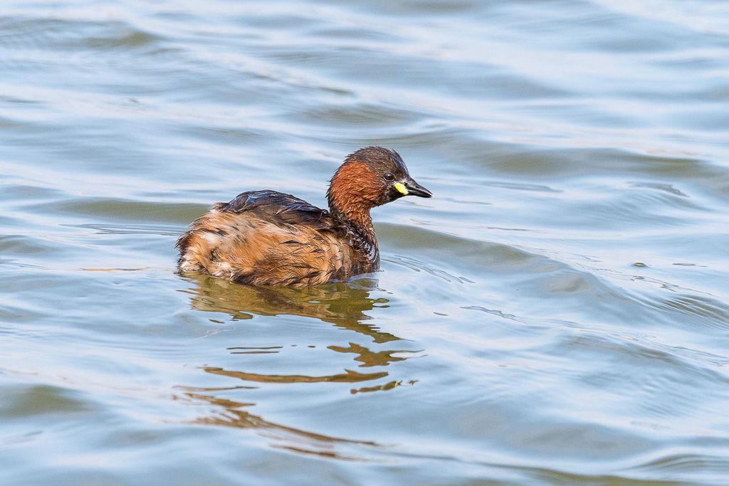 E-M1MarkII - M.300mm F4.0 + MC-14 - 1/500 Sek. bei f / 6,3 - ISO 400