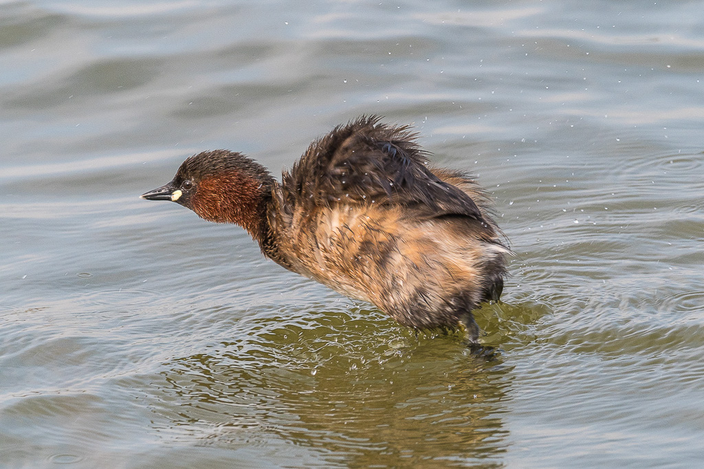 E-M1MarkII - M.300mm F4.0 + MC-14 - 1/640 Sek. bei f / 8,0 - ISO 400